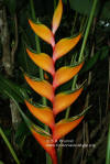 Heliconia bihai 'Peachy Pink'